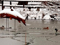 Fotos aus Bad Harzburg  "Stockenten als Eisbrecher auf dem Teich." Am 04.02.2018 um 9.29 Uhr am Schlewecker Dorfteich in Bad Harzburg.